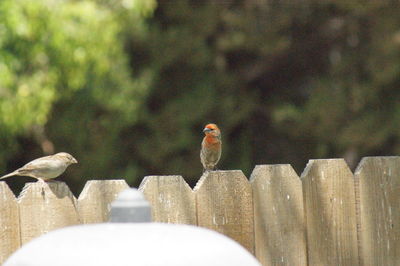 Close-up of bird perching outdoors