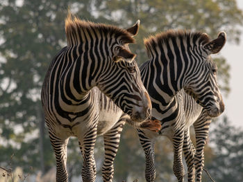 Zebras standing on a tree