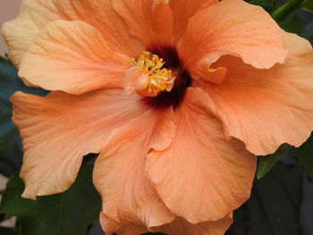 Close-up of yellow hibiscus blooming outdoors