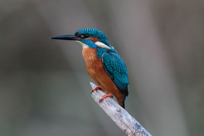 Close-up of kingfisher perching on mossy branch