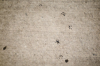 High angle view of paw prints on sand