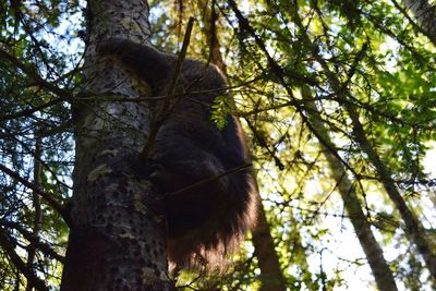 Low angle view of tree in forest against sky