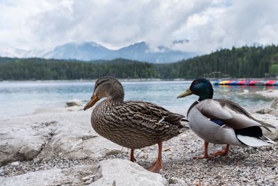 Birds perching on lake shore against sky