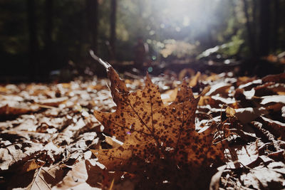 Close-up of fallen maple leaf in forest during autumn