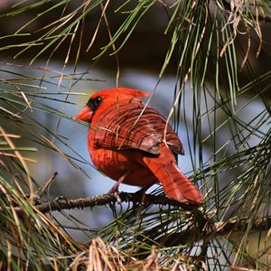 Close-up of bird perching on branch