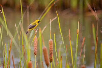 Close-up of bird on plant