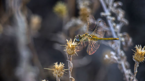 Close-up of insect on plant