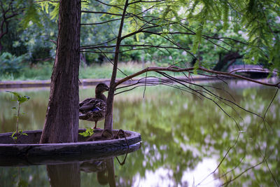 Bird perching on a tree
