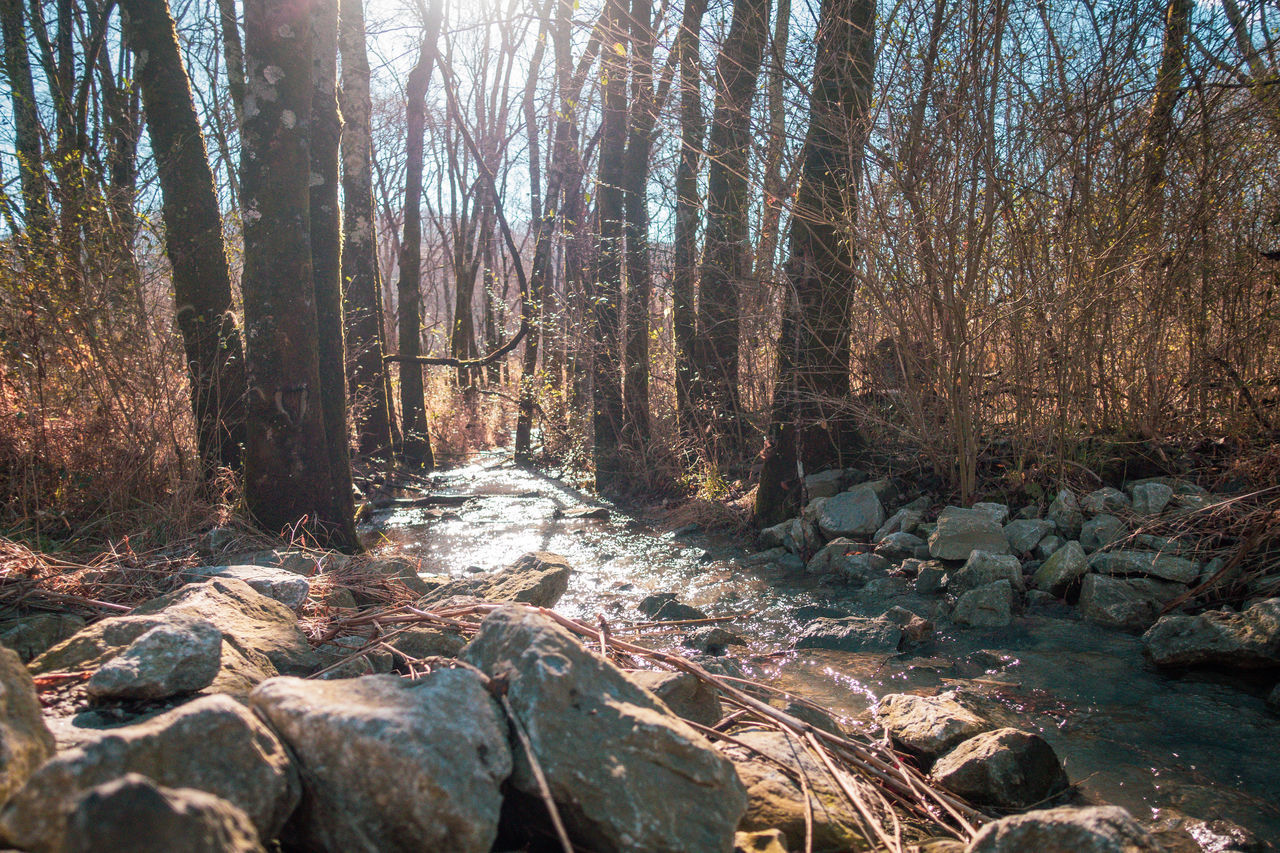 SCENIC VIEW OF STREAM IN FOREST