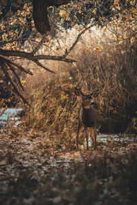 Deer standing in a forest