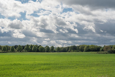 Gramatic sky over a grove and a rye field.