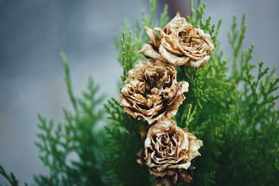 Close-up of roses