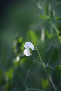 Close-up of white flowering plant