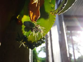 Low angle view of flowering plant