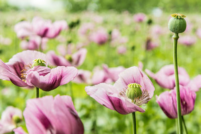 Close-up of pink flowers blooming outdoors