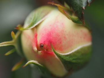 Close-up of red flower against blurred background