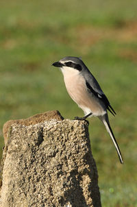 Close-up of bird perching on rock