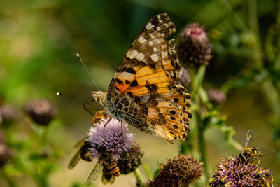 Close-up of butterfly pollinating on flower