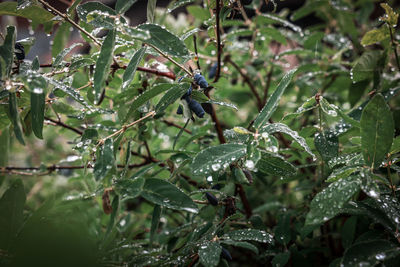 Close-up of wet plant during rainy season