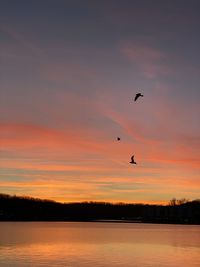 Silhouette of birds flying over lake during sunset