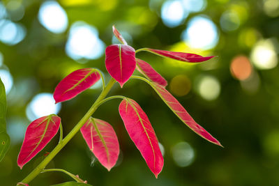 Close-up of red flowering plant leaves