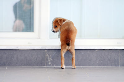 Dog against wall