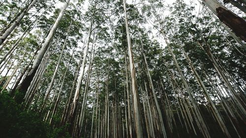 Low angle view of bamboo trees in forest