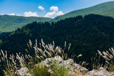 Plants growing on land against sky
