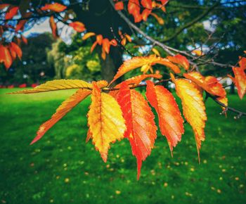 Close-up of orange maple leaves on tree