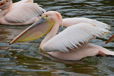 Side view of pelicans swimming on lake