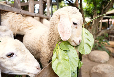 Cute little lamb. animal portrait.