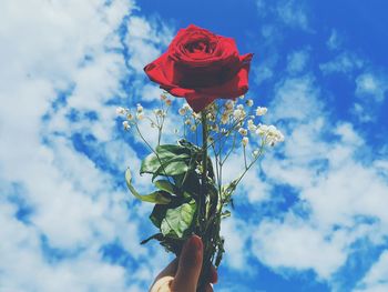 Low angle view of rose bouquet against blue sky