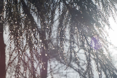 Low angle view of frozen tree