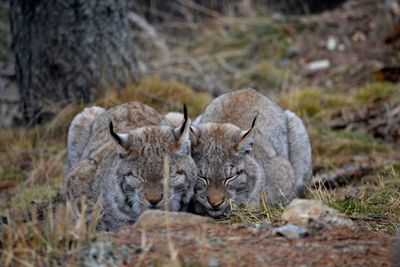 Close-up of lynxes