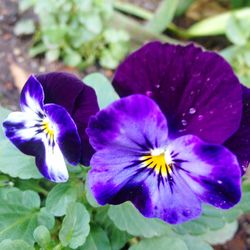 Close-up of purple flowers blooming outdoors
