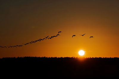 Silhouette of bird flying at sunset