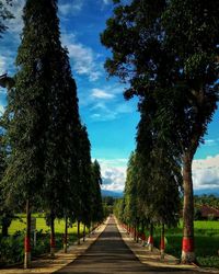 Empty road amidst trees against sky