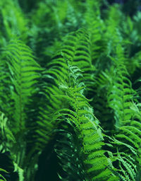 Close-up of fern growing on tree