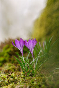 Close-up of purple crocus flowers on field