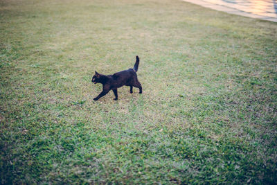 Black cat on grass