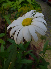 Close-up of white flower blooming outdoors