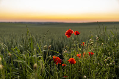 Scenic view of field against sky during sunset