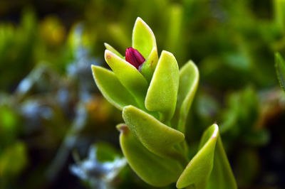 Close-up of flowering plant