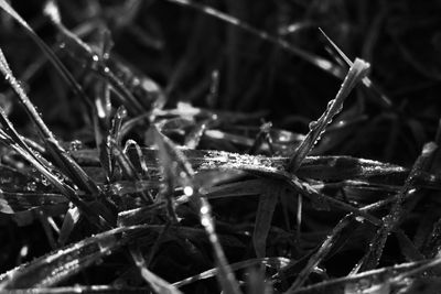 Close-up of wet grass on field