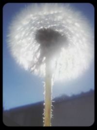 Trees against cloudy sky