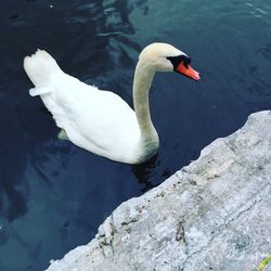 White swan in calm water