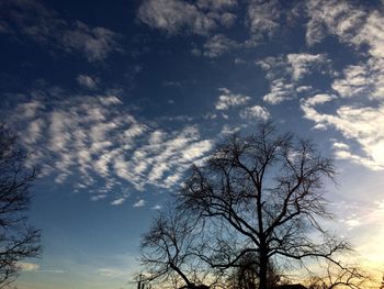 Low angle view of tree against sky