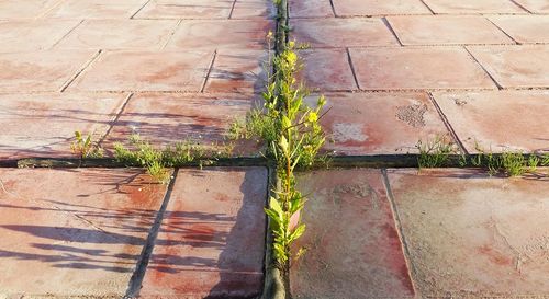 High angle view of plants by water