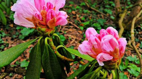 Close-up of pink flowers