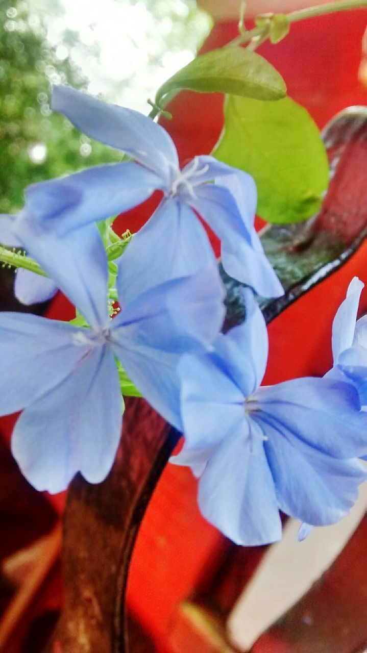 flower, petal, close-up, focus on foreground, fragility, growth, freshness, nature, beauty in nature, flower head, plant, stamen, leaf, day, no people, blooming, outdoors, selective focus, sunlight, red